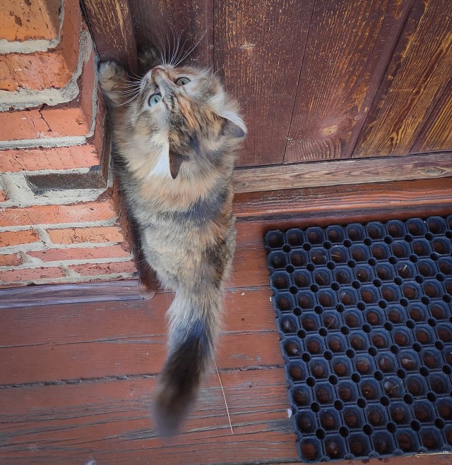 Котовторник