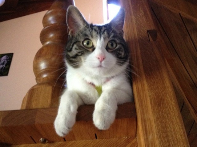А это мой котан к котовторнику