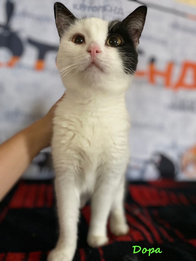 Жизнь домашнего приюта "Котоленд" 336