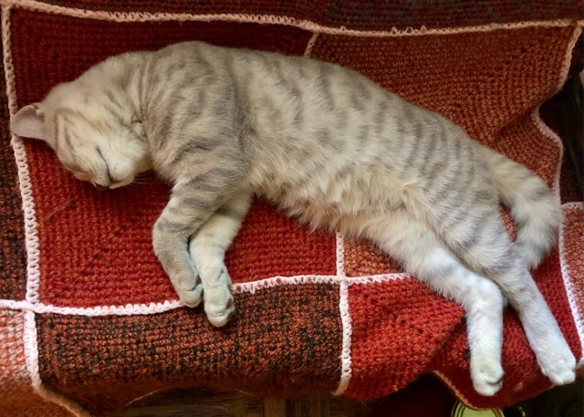Котовторник 07.06.2022