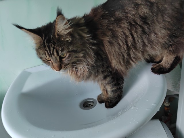 Ура! Котовторник.