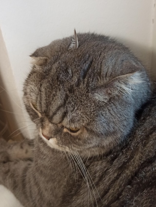 Ура! Котовторник.
