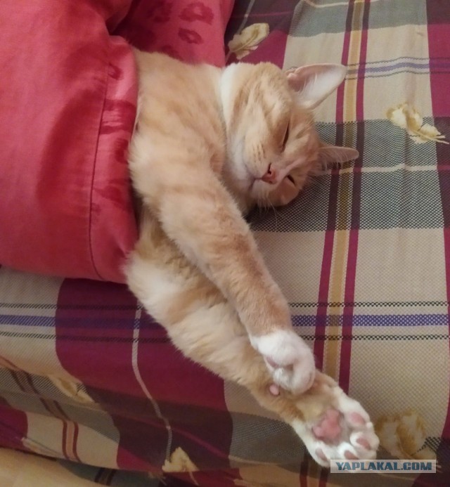 Котовторник 1.11.22