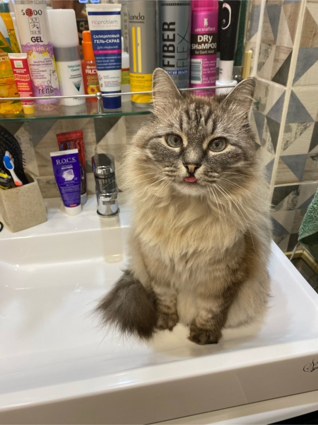 Котовторник 1.11.22