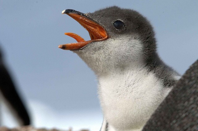 Северный ледовитый океан