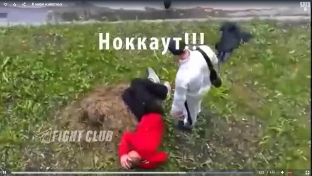 В мире животных