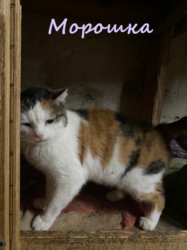 Жизнь домашнего приюта "Котоленд" 369