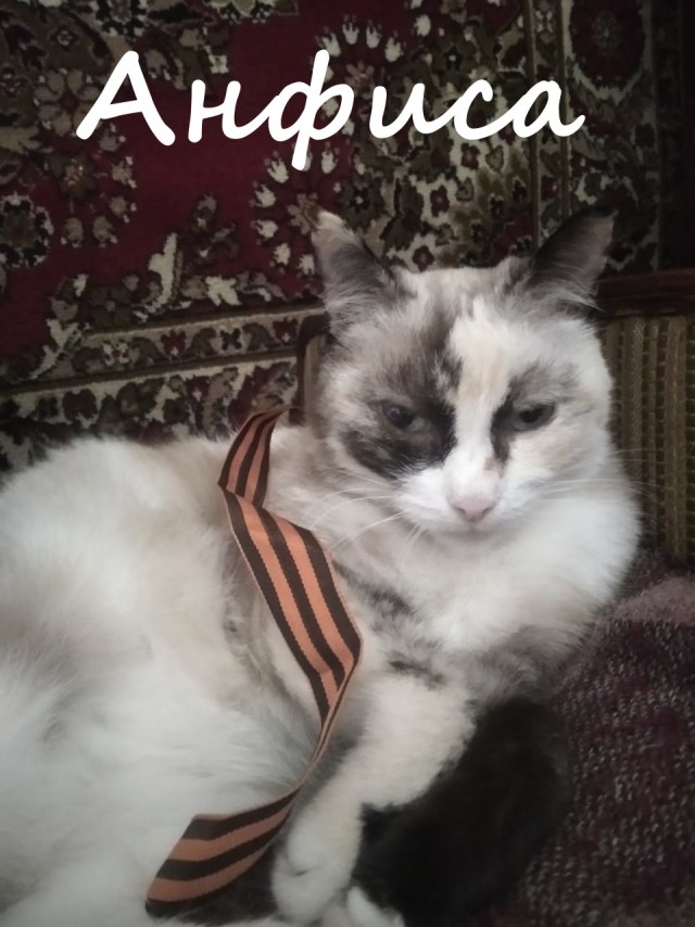 Жизнь домашнего приюта "Котоленд" 387