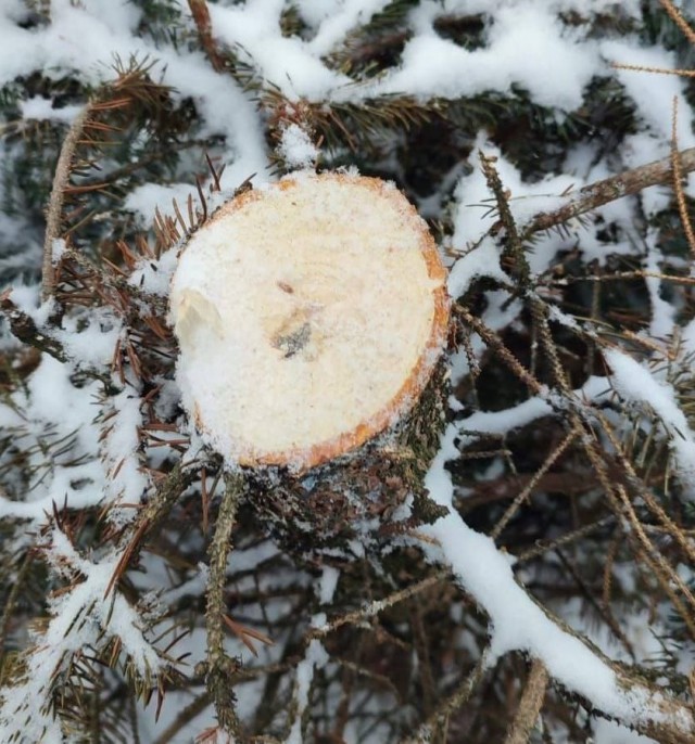 Житель Петербурга срубил ёлочку на улице и унес домой