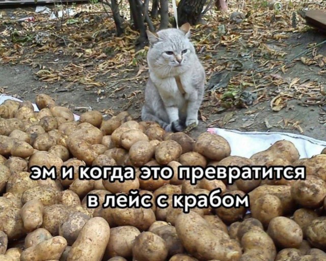 Всего понемногу. От 15.01.2024