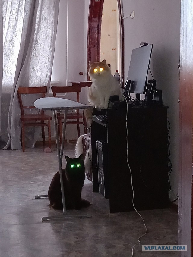 Жизнь домашнего приюта "Котоленд" 424