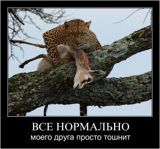 А сейчас убегаем от гиены
