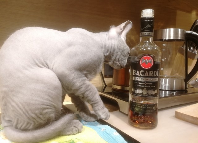 А у меня кот и собака на третью неделю сдружились