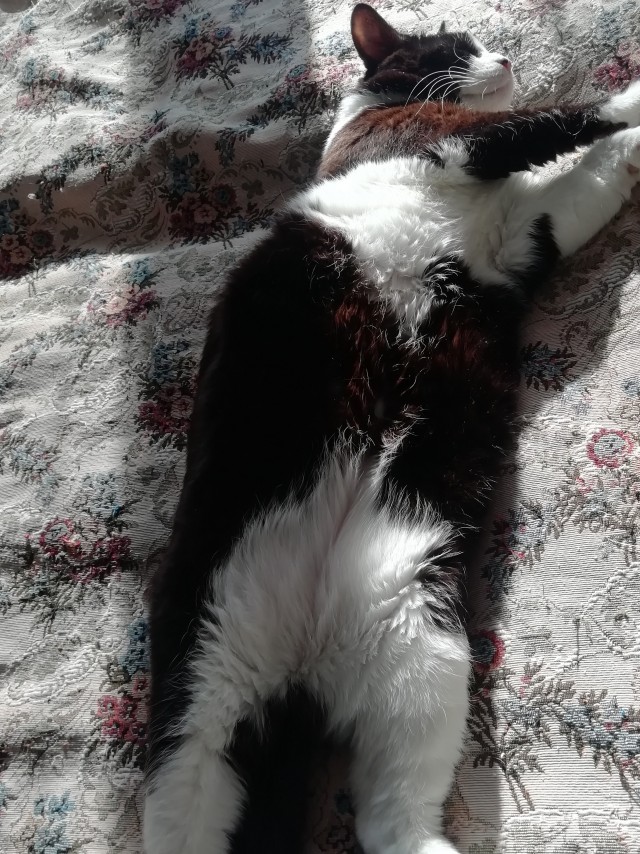 Толстые коты