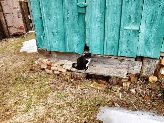 История одного котенка