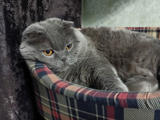 Всех с котовторником