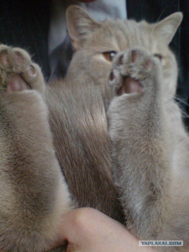 Котовторник 04.06.2013