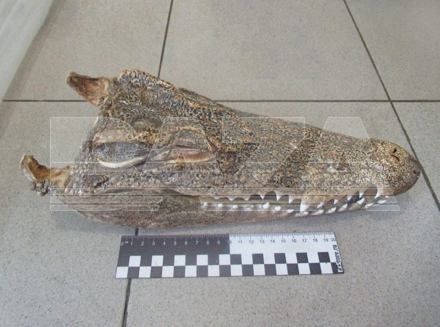 Российская туристка пыталась привезти домой из Пхукета голову крокодила