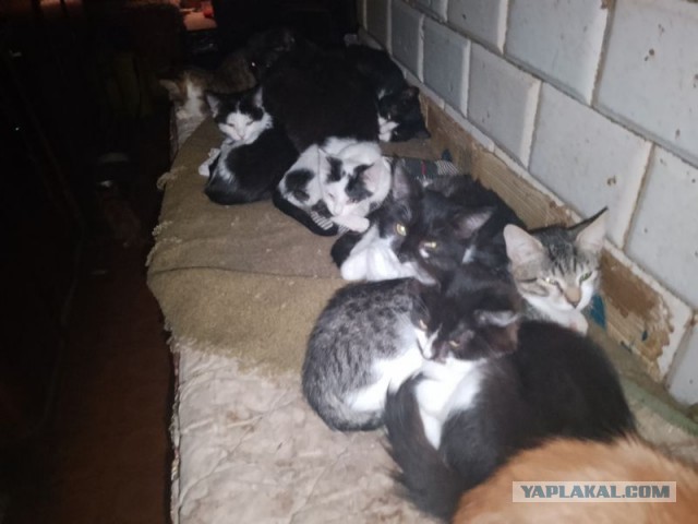 Жизнь домашнего приюта для котеек 526