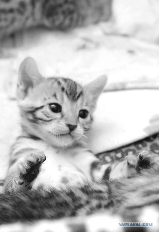 О бенгальских котах на наглядном примере