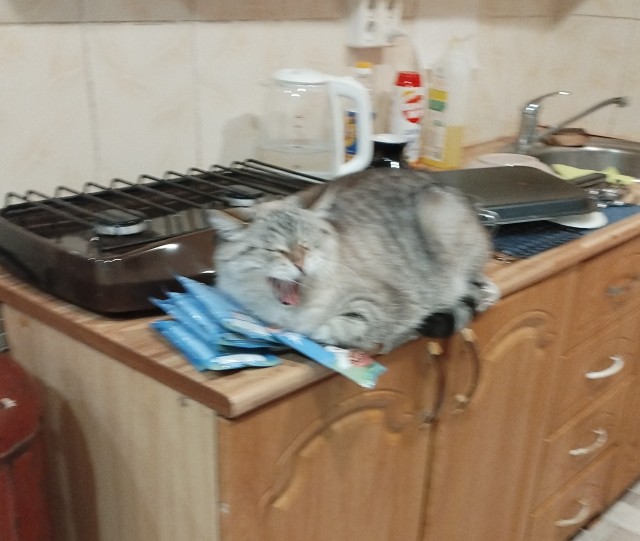 Коты, которые смирились со своей участью