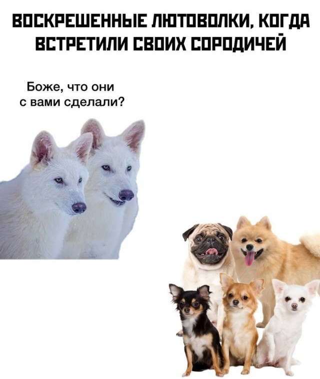 Весёлый полтишок 16.04 25.