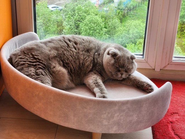 Котовторник