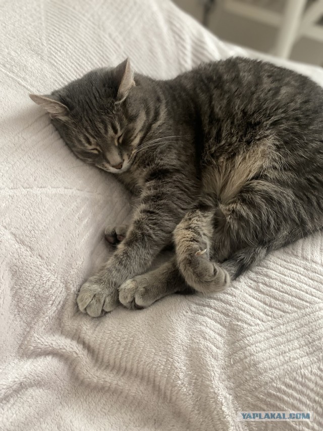 Котовторник же !