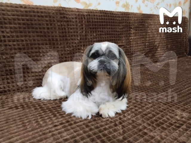 Если долго не выгуливать собакена — он убежит. Или уплывёт, как эта бойкая ши-тцу.