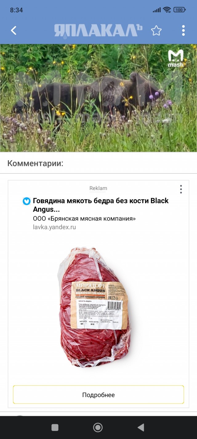Засилье медведей в Подмосковье