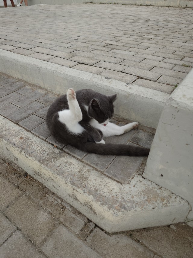Греческих кошков немного вам.