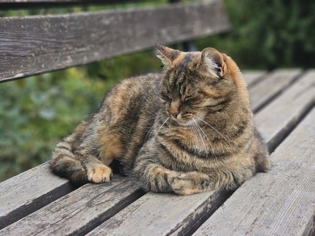К котовторнику