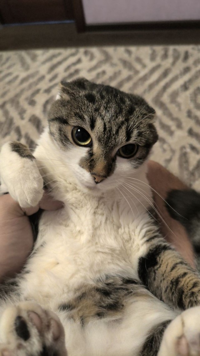 Котейка, хорошая