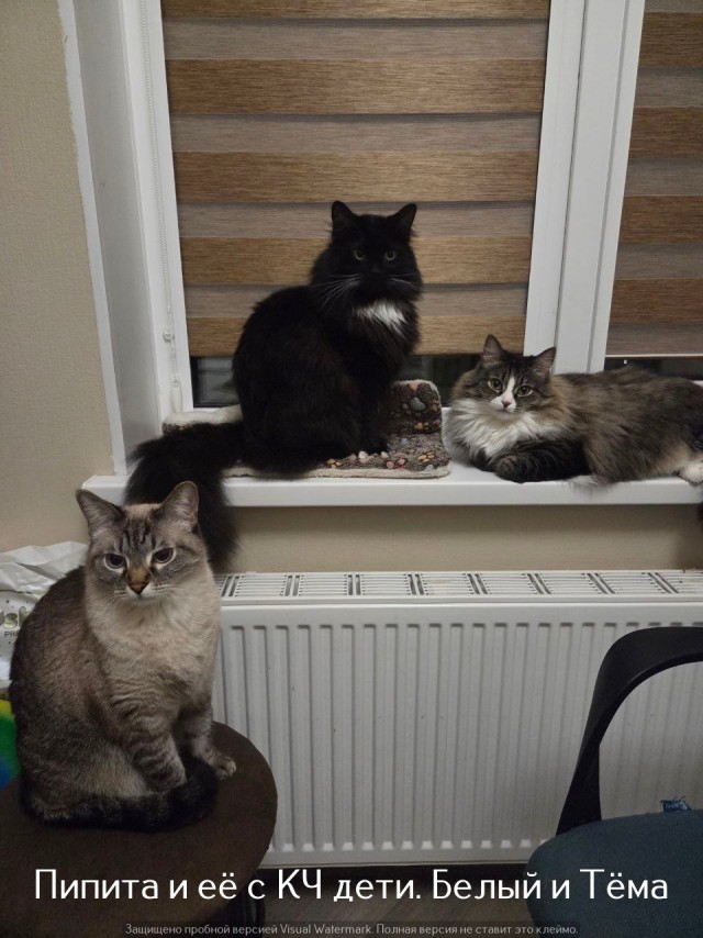 Жизнь домашнего приюта "Котоленд" 525