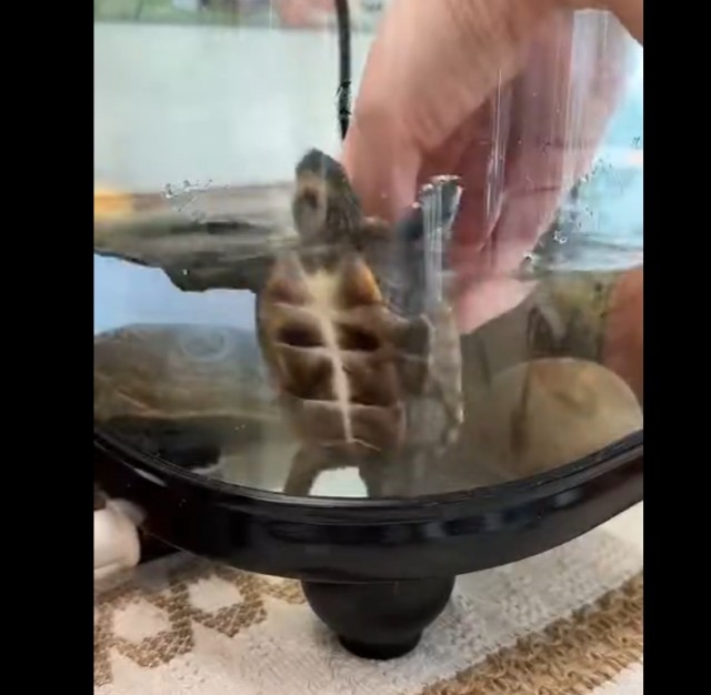 Черепашки