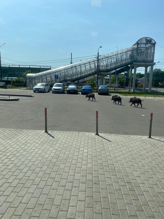 "А он нам п***ы не даст?"