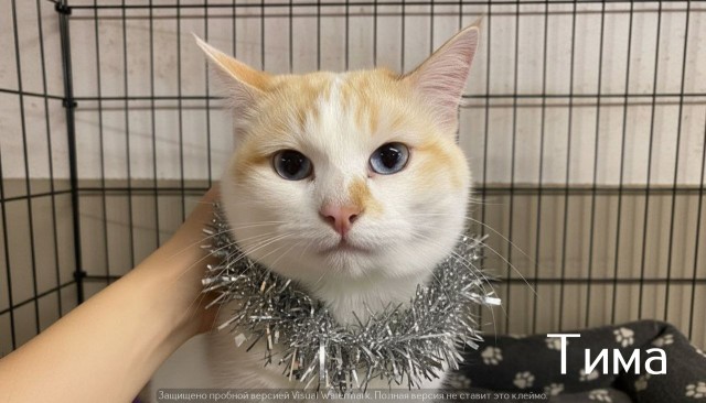 Жизнь домашнего приюта "Котоленд" 526