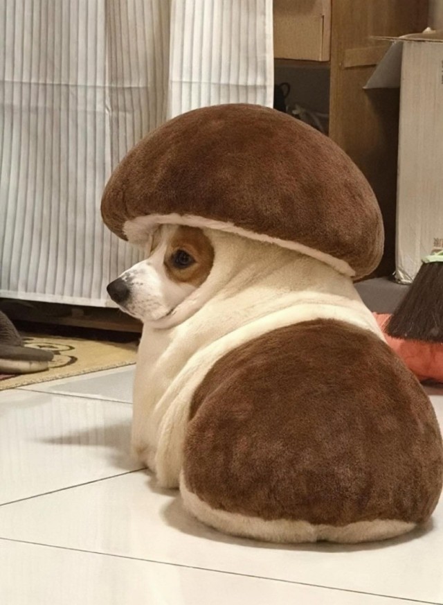 Капча