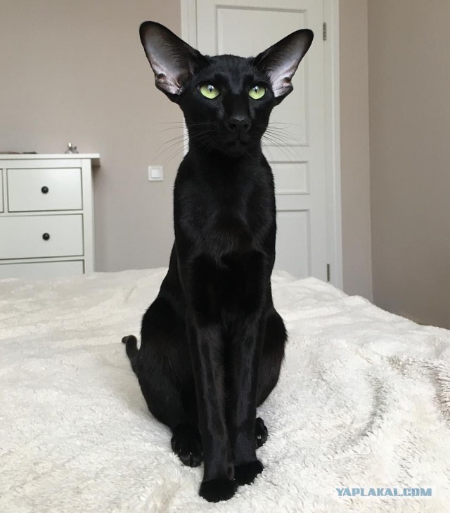 Ориентальный кот