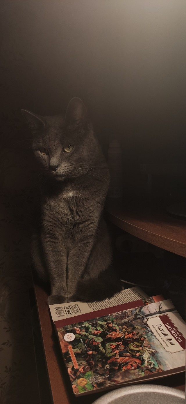 Говорят, у котов 9 жизней