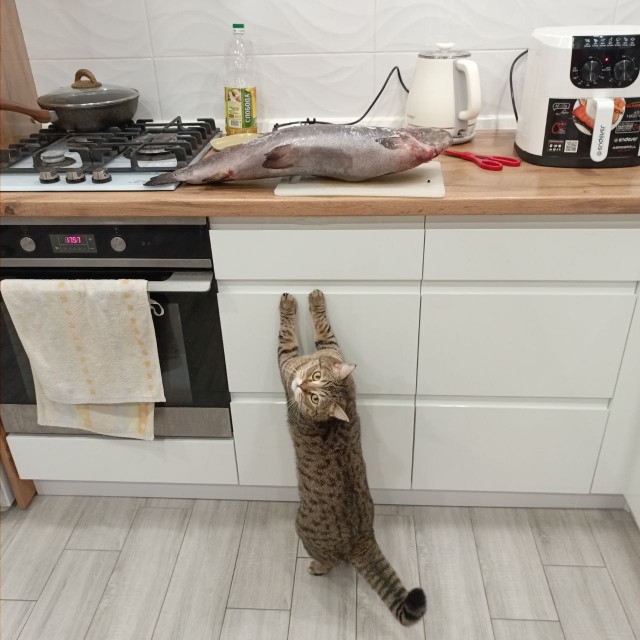 Китайская горная кошка