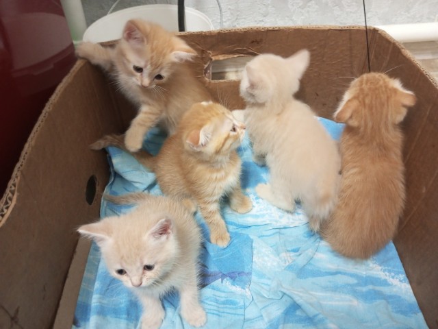 Наши коты