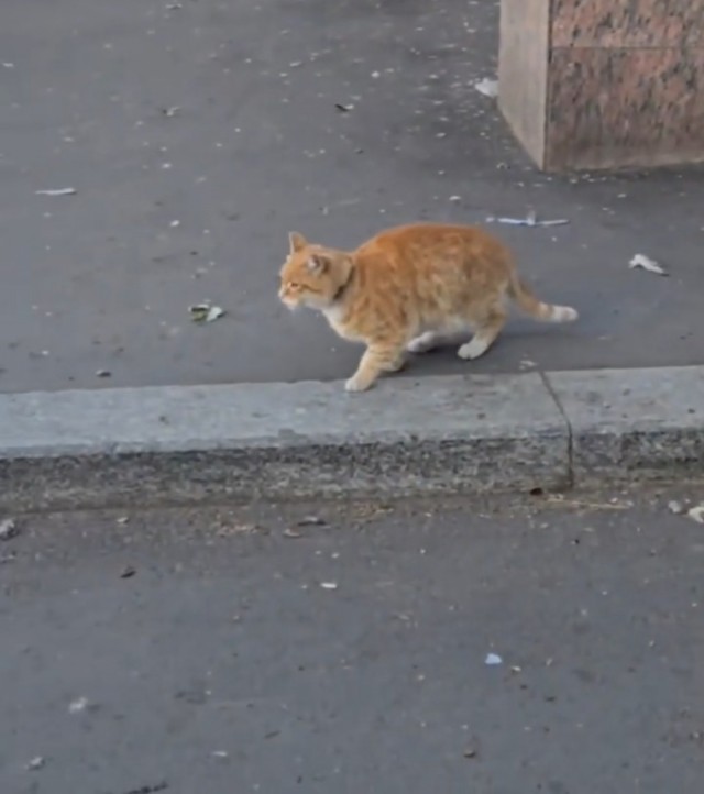 Хищники на улицах Москвы!