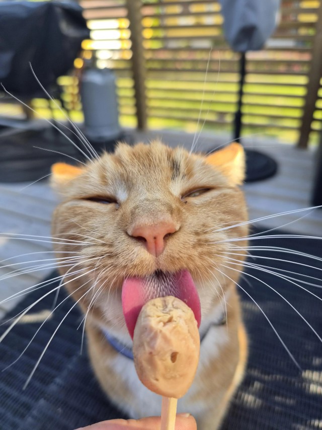 Очень летняя фотография для котовторника