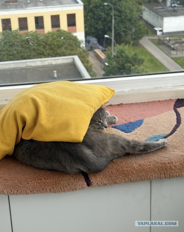 Котовторник Тимоноподобный