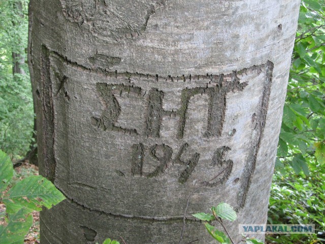 В горах. Абхазия.