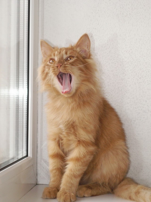 Котовторник 29.10.2013