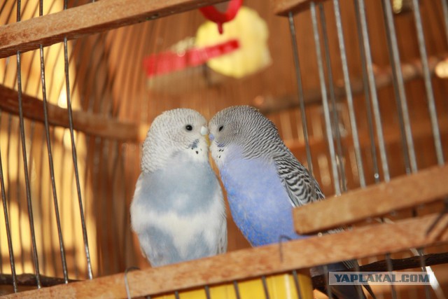 Как я попуганов размножала