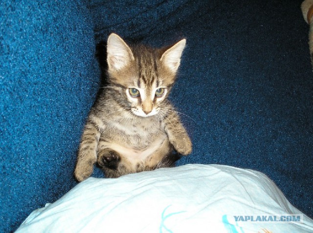 Котовторник 01.04.2014