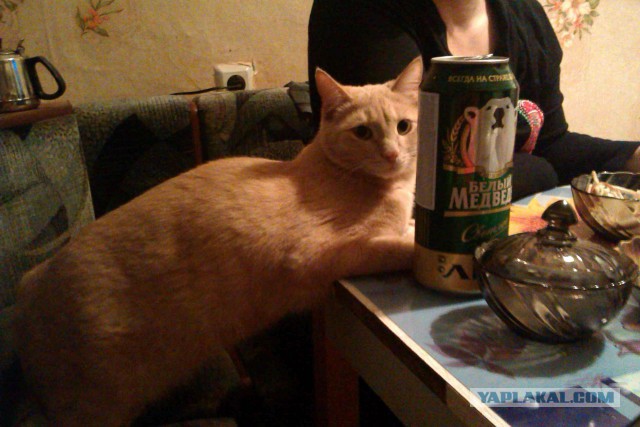 С Котовторником!